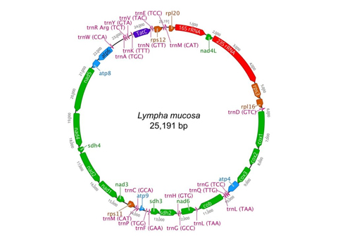 Mitochondrial genome for the new red alga, circular graphic showing various genes