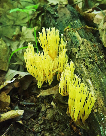 Coral Fungus.