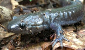 Jefferson Salamander/Unisexual Mole Salamander. Photo Credit: Nicole Dake