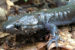 Working on the Wayne | Seeking Salamanders