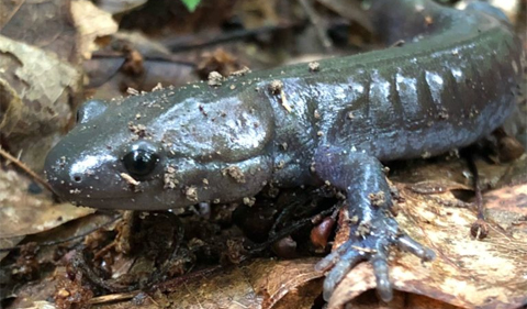 Jefferson Salamander/Unisexual Mole Salamanders, standing on brown leaves