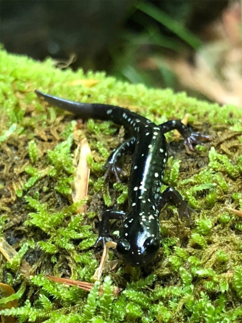 Northern Slimy Salamander, black with spots