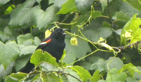 Red-winged Blackbird (Agelaius phoeniceus), perched on a bush.