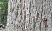 Tree showing Emerald ash borer damage