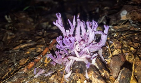 Violet Coral, a spiny, pink fungus 