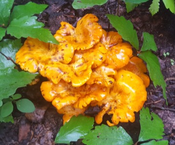 Jack o’lanterns, an orange mushroom with true gills.