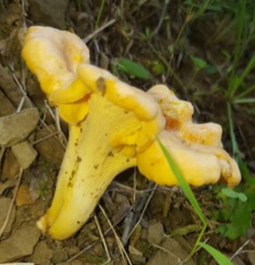 Chanterelle, a yellow-orange mushroom.