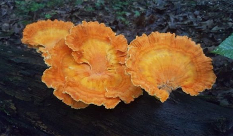 Sulfur shelf, an orange fungus.