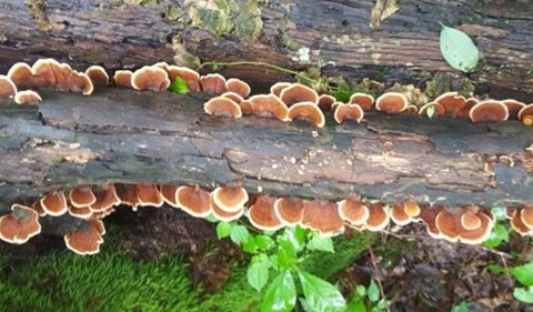 Turkey tail, a series of fungi shown here growing on a tree branch.