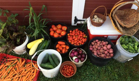 vegetable medley from the student farm, shown in various buckets and baskets.