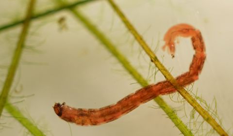 A larva of a non-biting midge larva (also known as bloodworm).