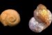 Paleontologists Find New Snail Species with Evolutionary Speed