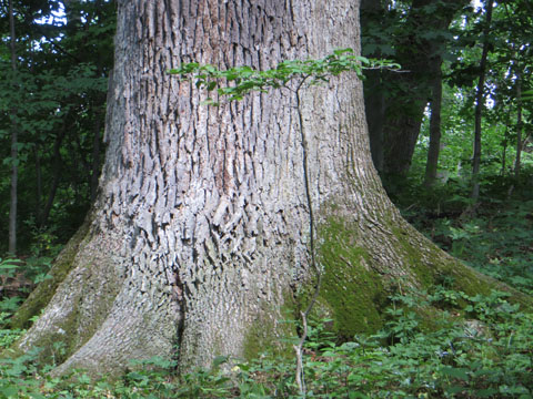 Dysart Woods old growth tree, here showing the foot of the tree