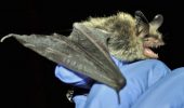The federally threatened northern myotis (Myotis septentrionalis), one of the species to be studied over the next several years.