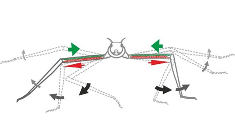 Stick insect study graphic, with arrows showing directional motion of legs.