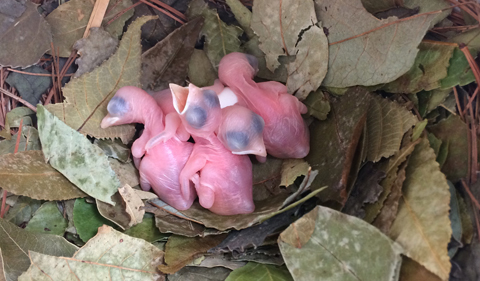 Two-day-old purple martin, Progne subis, nestlings. (Hope the blow flies 