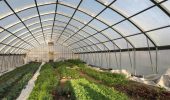 A variety of greens grow in the high tunnel at the OHIO Student Farm.