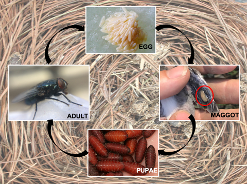Parasitic bird-blow fly life cycle: Fly egg laying is synchronized with bird hatching; the maggots consume baby bird blood (7-14 days) until the pupa stage where they transform into an adult fly.