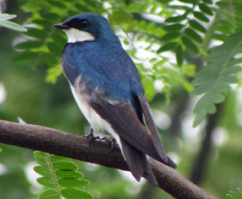 This project will focus on cavity nesting birds like this tree swallow, Tachycineta bicolor.