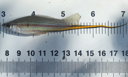 Swordtail fish Xiphophorus helleri display on a ruler, measuring about 4 inches long.