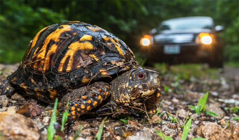 Box turtle crossing an unpaved road in Wayne National Forest (photo: Ryan Wagner)