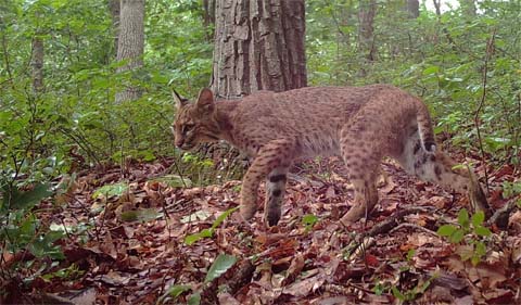 A bobcat is spotted by one of the researchers’ camera traps.