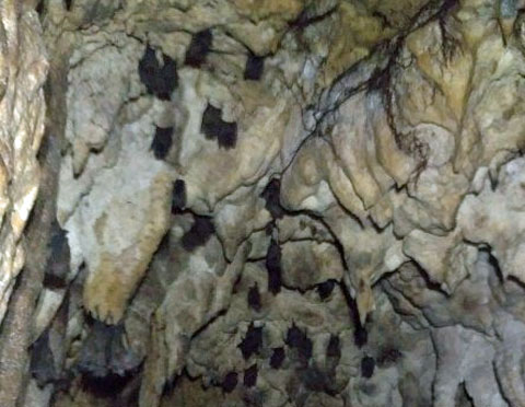 Bats hanging on the ceiling of the cave.