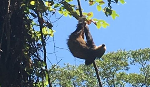 A sloth sun bathing in a canopy gap in the rainforest.