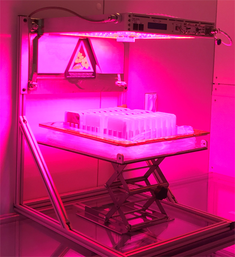 The Wyatt Lab experiment will take a ride on a SpaceX rocket in an expandable veggie unit like this one set up on the science verification trip--complete with a red LED light to help the plants grow.