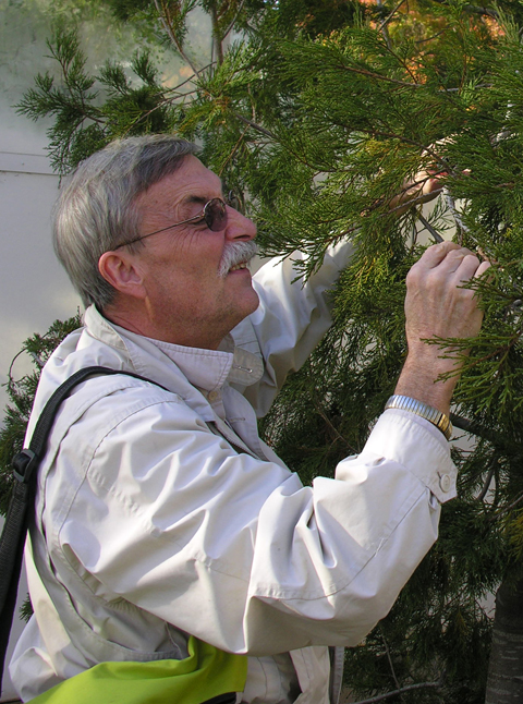 Dr. Gar Rothwell on a field study of a “juniper” type conifer on the campus of Humboldt State University, 2015. 
