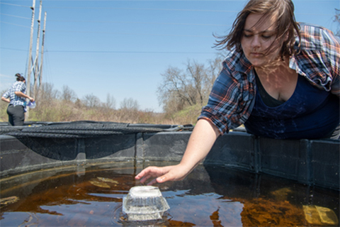 Cassie Thompson working at the Aquatic Mesocosm Facility. 