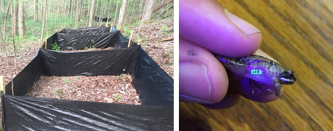 Left: Outdoor terrestrial pens where metamorph frogs from different aquatic treatments were monitored. Right: Metamorph with a unique subdermal tag that fluoresces under UV light. 