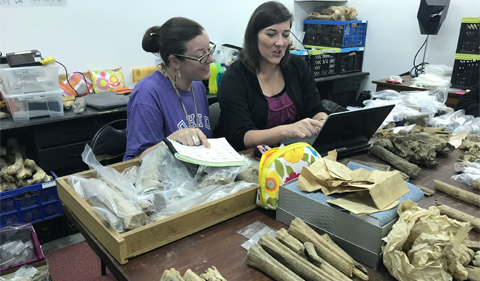 Sabrina Curran, left, in lab in Romania with Claire Terhune (University of Arkansas).