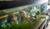 Undergraduate students Helen Stec (left) and Madison Parker (right) look into one of the large breeding mesocosm fish tanks in the Morris Lab. | Photo by Ben Siegel/Ohio University