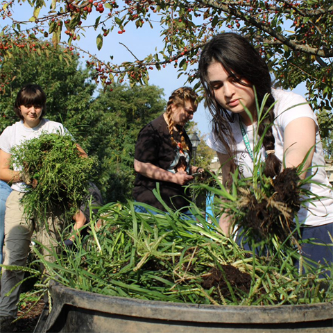 Lilly, Sarah and Ashley removed weeds from the Baker Bed that will become compost.