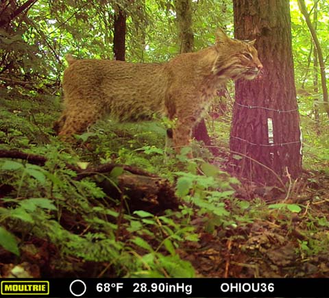 A bobcat filmed on a trail cam