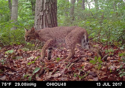 A bobcat caught on film by a trail cam