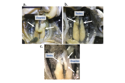 Pictured above are a female (a), male (b), and hermaphroditic (male and female) individuals from the study. Photos and figure by Cassie Thompson.